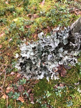 gray forest lichen growing on a tree trunk, abstract background