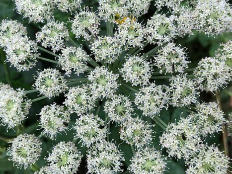 spherical white flower inflorescences, abstract floral background