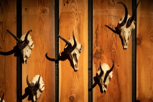 Animal skulls background. Animal bone and head, scary skeletons, hunting trophy