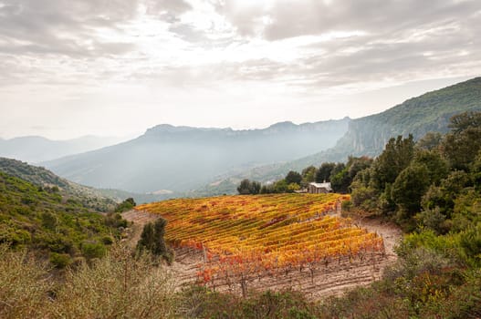 Mountain landscape in autumn with vineyards with colorful red and yellow leaves, Sardinia, Italy. Traditional agriculture. Beautiful colors in autumn.