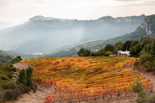 Mountain landscape in autumn with vineyards with colorful red and yellow leaves, Sardinia, Italy. Traditional agriculture. Beautiful colors in autumn.