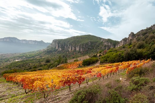 Mountain landscape in autumn with vineyards with colorful red and yellow leaves, Sardinia, Italy. Traditional agriculture. Beautiful colors in autumn.