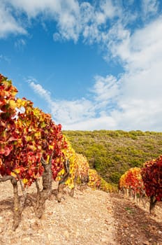 Mountain landscape in autumn with vineyards with colorful red and yellow leaves, Sardinia, Italy. Traditional agriculture. Beautiful colors in autumn.