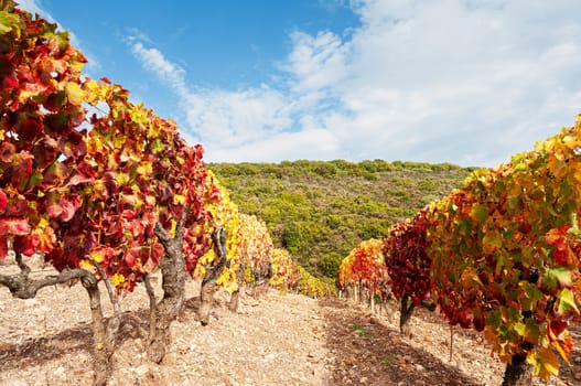 Mountain landscape in autumn with vineyards with colorful red and yellow leaves, Sardinia, Italy. Traditional agriculture. Beautiful colors in autumn.