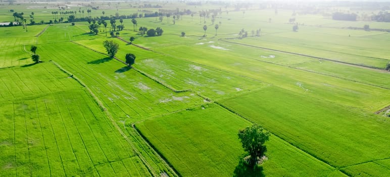 Aerial view of green rice field with trees in Thailand. Above view of agricultural field. Rice plants. Natural pattern of green rice farm. Beauty in nature. Sustainable agriculture. Carbon neutrality.