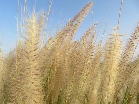 plant that distributes seeds through the air propagates grass