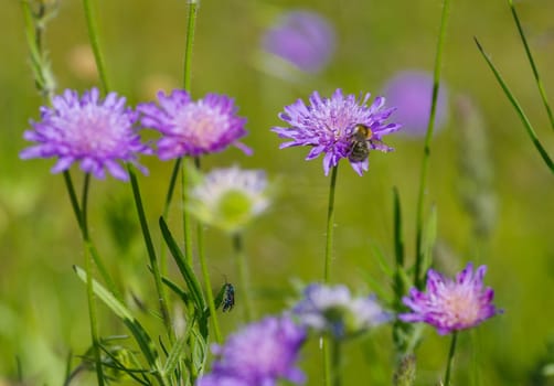 purple blooming Field Scabious or Knautia arvensis flowers
