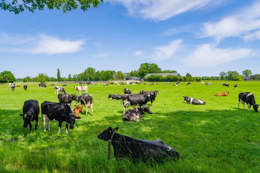 herd of red-white and black-white frisian cows in a dutch meadow