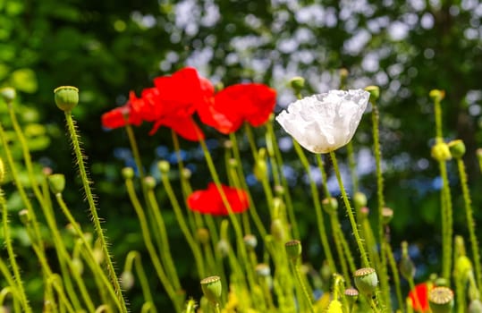 closeup of blooming red and white poppy flowers