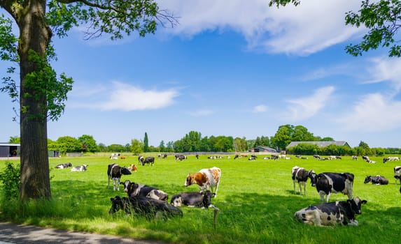 herd of red-white and black-white frisian cows in a dutch meadow
