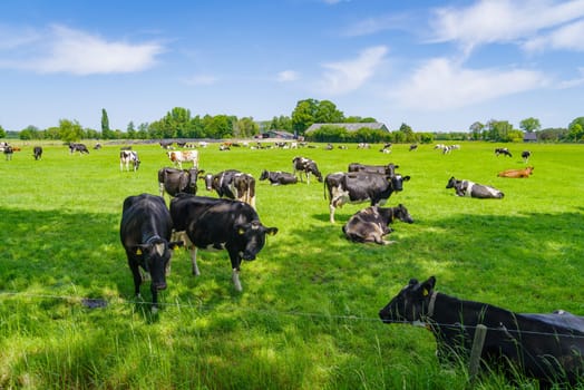 herd of red-white and black-white frisian cows in a dutch meadow