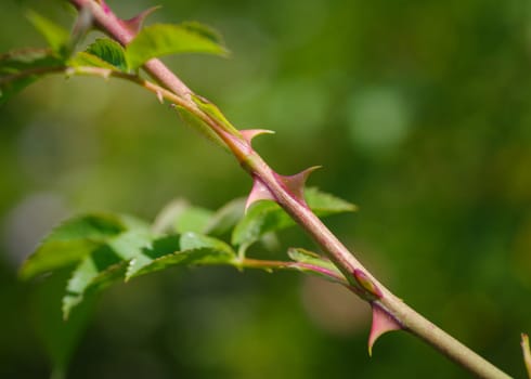 closeup of sharp rosethorns of a wild shrub rose