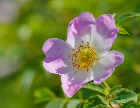 pink with white blooming wild shrub rose