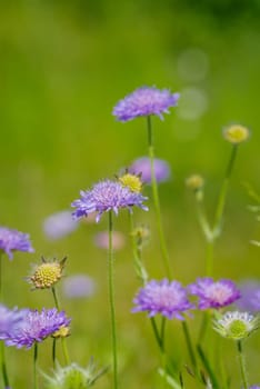 purple blooming Field Scabious or Knautia arvensis flowers