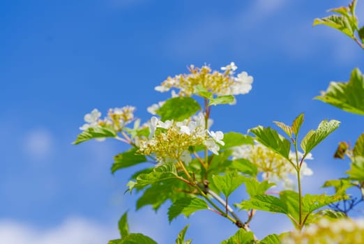 blooming white flowers against a blue sky