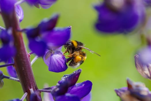 closeup of a bumblebee on a blue lupine flower