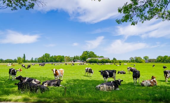 herd of red-white and black-white frisian cows in a dutch meadow