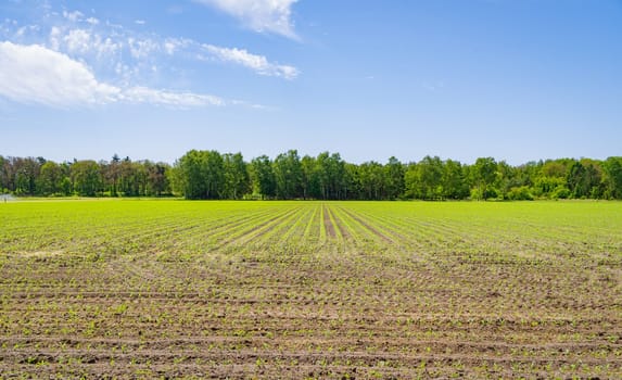 fresh young corn plants  growing out of the soil