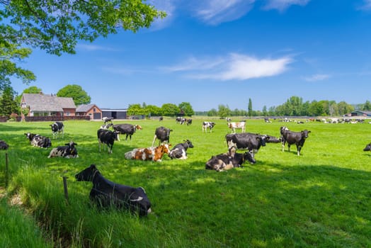 herd of red-white and black-white frisian cows in a dutch meadow