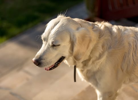beautiful golden retriever in garden