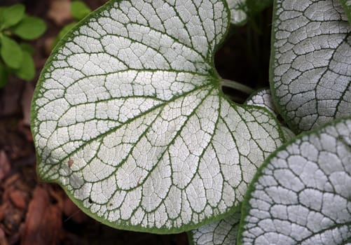 Heartleaf brunnera, Siberian bugloss,  Brunnera macrophylla Jack Frost  in garden