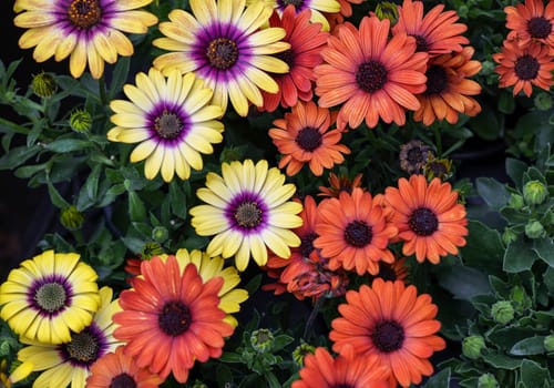 African daisy or osteospermum flower blooming in the garden