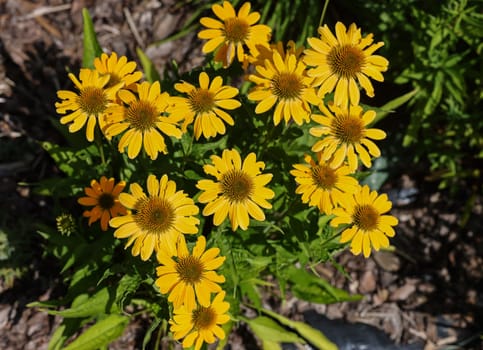 Flowers of  Echinacea - an herb stimulating the immune system
