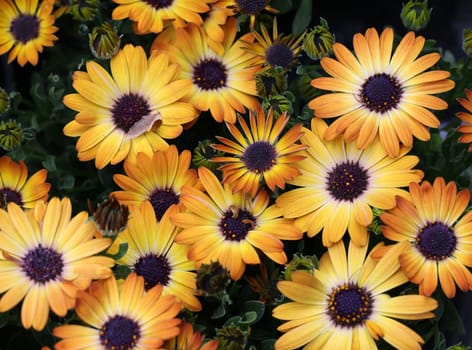 Yellow African daisy or osteospermum flower blooming in the garden