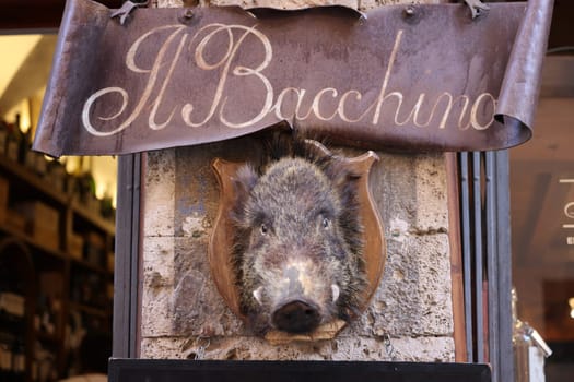 Massa Marittima, Italy - Sept 11, 2022: iWld boar head on a in front of a shop in Massa Marittima, Italy, with typical products