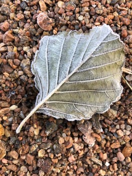 dry fallen leaf with veins covered with frost, autumn