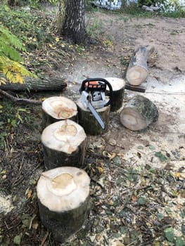 log cut into pieces using a chainsaw, forest landscape