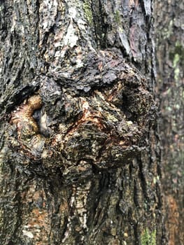 burl growth on a tree trunk with cracked bark, rough texture, abstract background