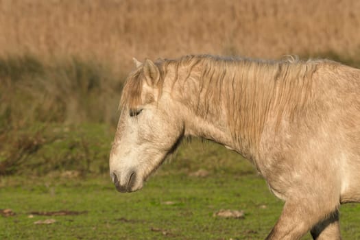 old gray horse in the field