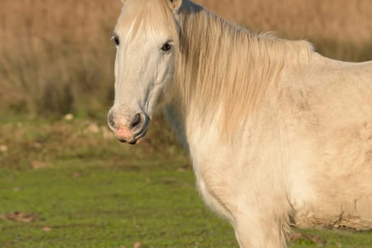 portrait of white horse looking at camera