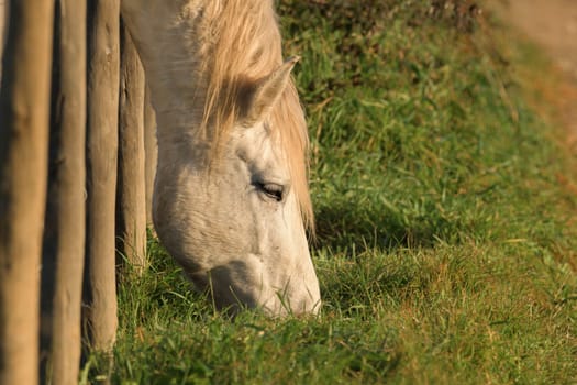 Horses eating fresh hay between the bars of a wooden fence
