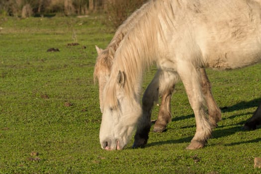 autochthonous horses eating grass in the green meadow of mallorca balearic islands