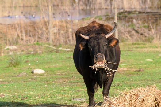 Close-up of a bull feeding in a green field in the morning