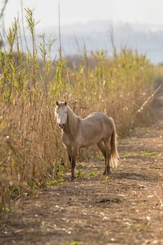 Grey and white wild horse looking at camera on a road in mallorca balearic islands