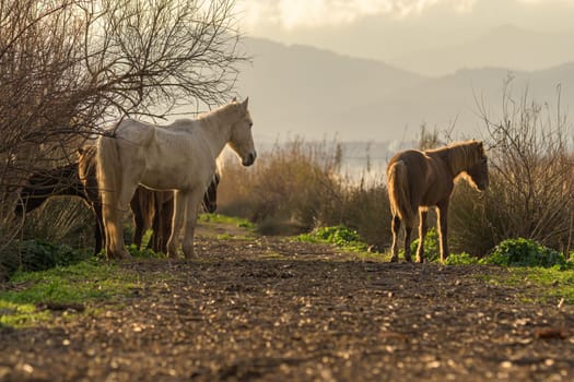 group of horses in freedom at sunset,young and adults in herd,mallorca,balearic islands,spain