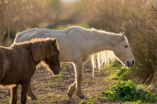 two horses in freedom at sunset,mallorca,balearic islands,spain