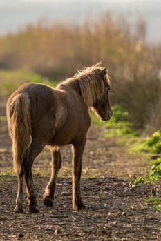 view from behind of young brown horse running on dirt road