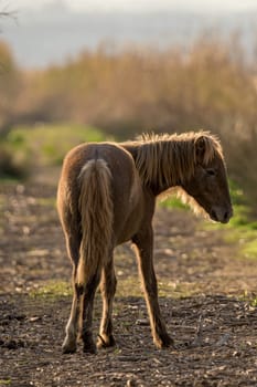 young brown horse with a sad look
