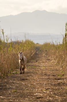 Grey and white wild horse looking at camera on a road in mallorca balearic islands