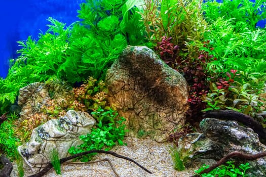 Underwater landscape nature forest style aquarium tank with a variety of aquatic plants, stones and herb decorations.