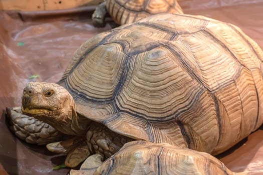 Sulcata tortoise on the wooden floor. It's a popular pet in Thailand.