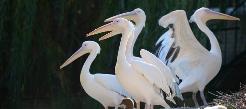 A flock of white pelicans on a pond on an autumn day