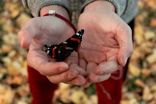A frozen butterfly in autumn in the hands of a child.