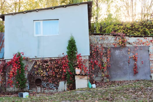 Red leaves of wild grapes on a house with one window