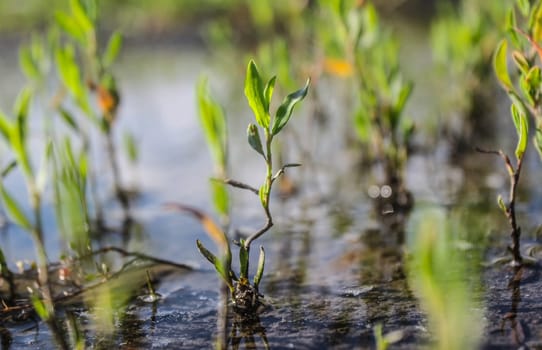 Close-up of a green grass in a swamp,Close-up of a green grass in a swamp