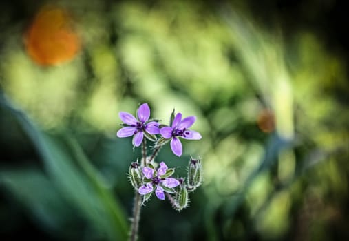 Purple Tiny little flowers - forget-me-not close up and green grass. Shallow focus. Toning, space for text. Twig of fragile blue flowers shined by the bright sun. Great for the spring theme.